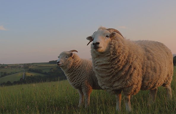 Vispring’s commitment to sustainability - Vispring Los Angeles